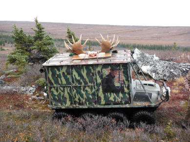 Trophy Bull Moose