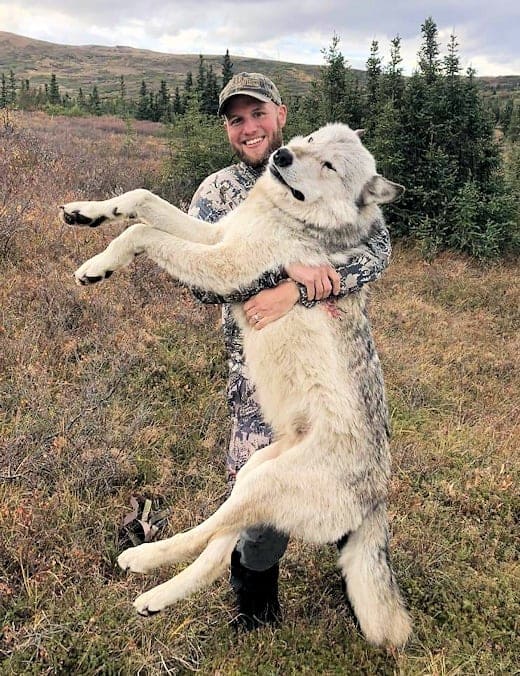 wolf Alaska Wolf