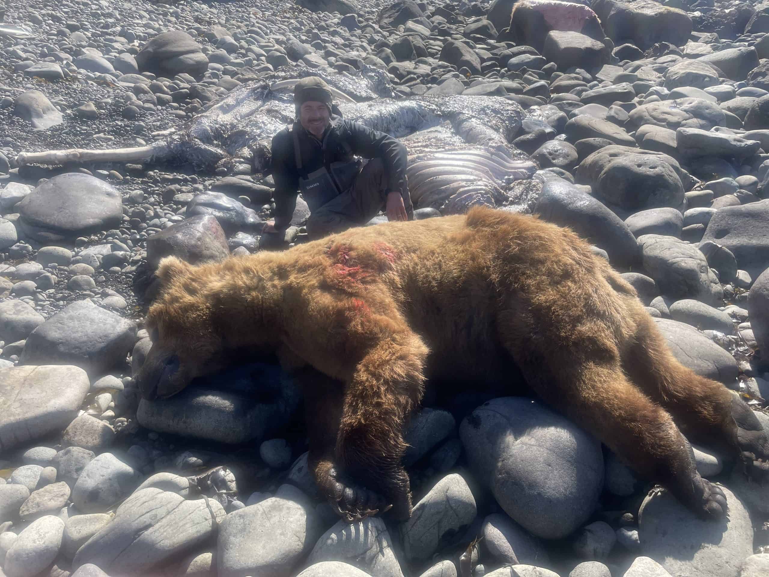 Fall 2021 Brown Bear